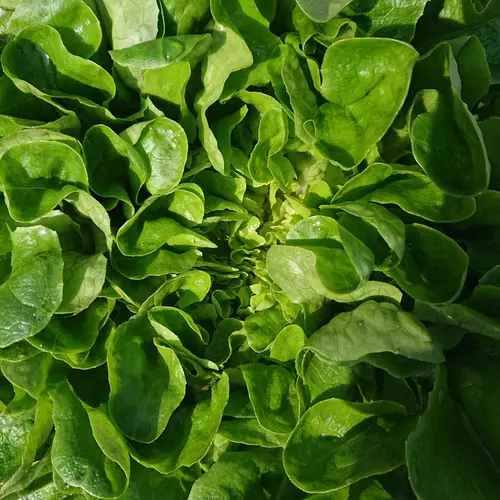 Crisp garden lettuce