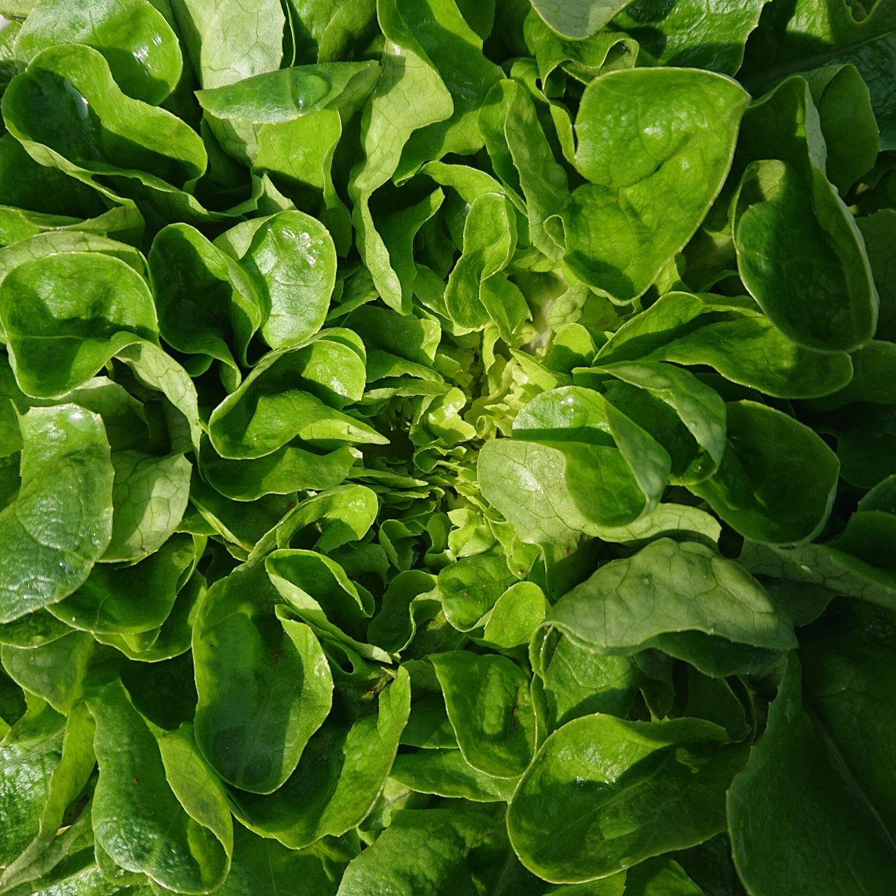 Crisp garden lettuce